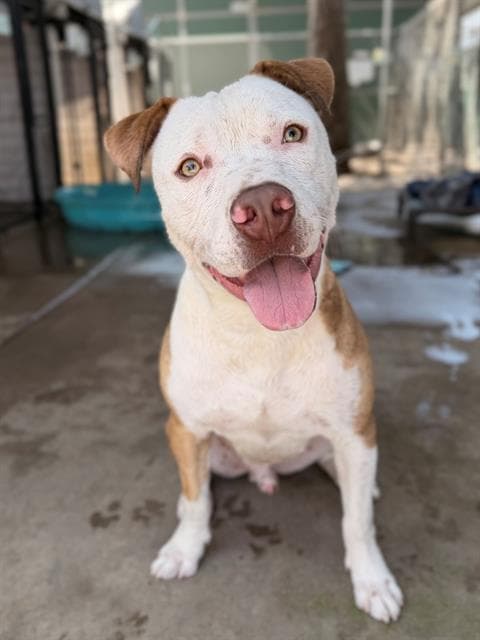 Valentino - Pit Bull Terrier