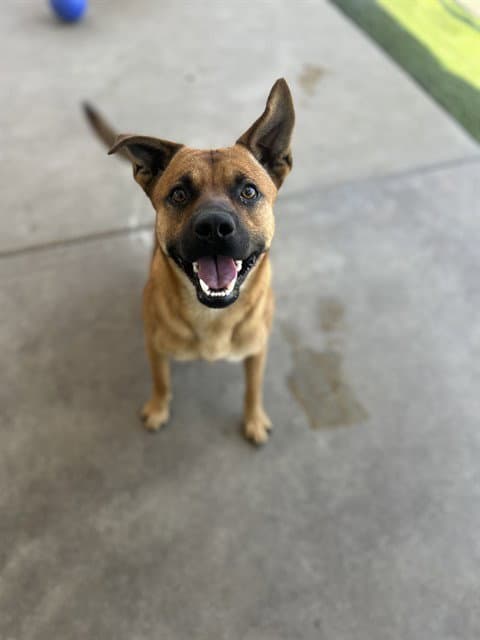 Ranger - Black Mouth Cur