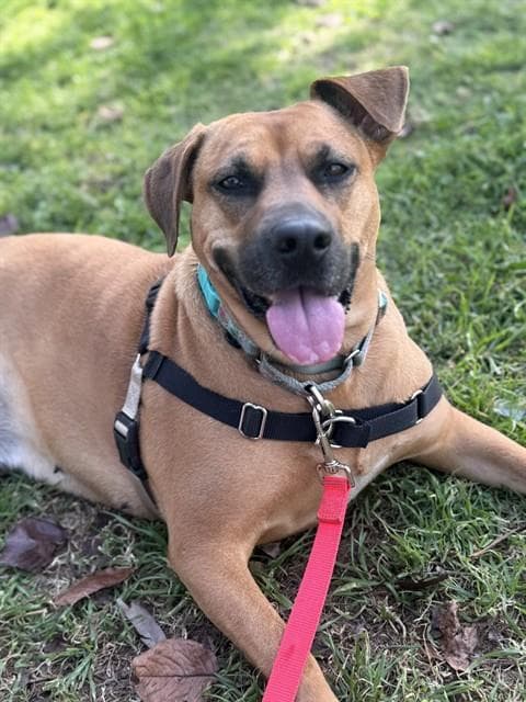Nessy - Black Mouth Cur