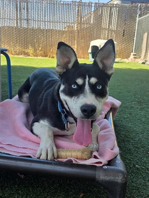 Naurto - Siberian Husky