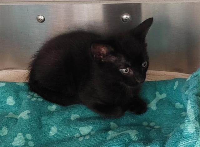 Unknown - Domestic Short Hair