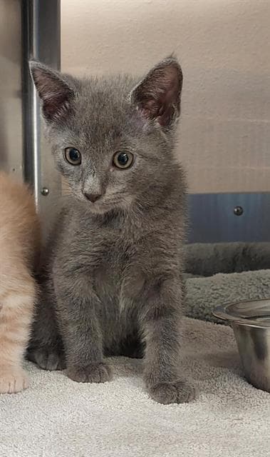 Unknown - Domestic Short Hair