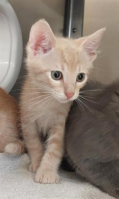 Unknown - Domestic Short Hair