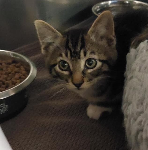 Unknown - Domestic Short Hair