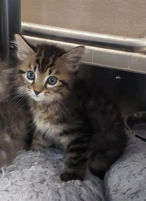 Unknown - Domestic Short Hair