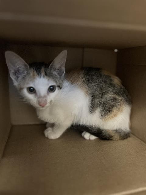 Unknown - Domestic Short Hair