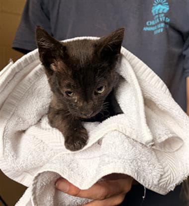Unknown - Domestic Short Hair