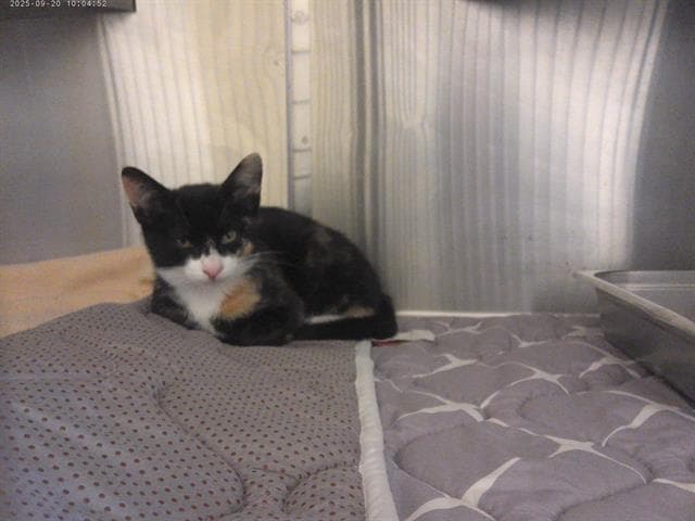 Kuromi - Domestic Short Hair