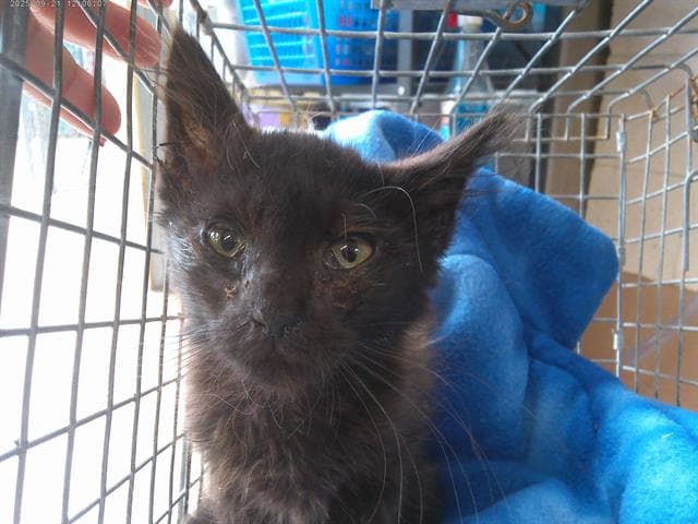 Milan - Domestic Short Hair
