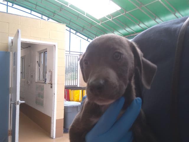 Mimi - Labrador Retriever