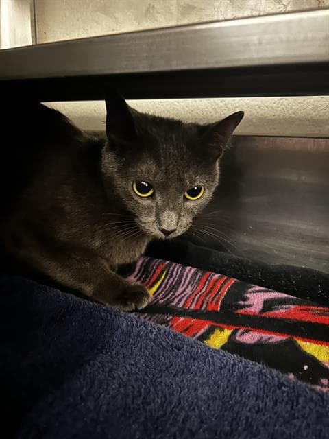 Unknown - Domestic Short Hair