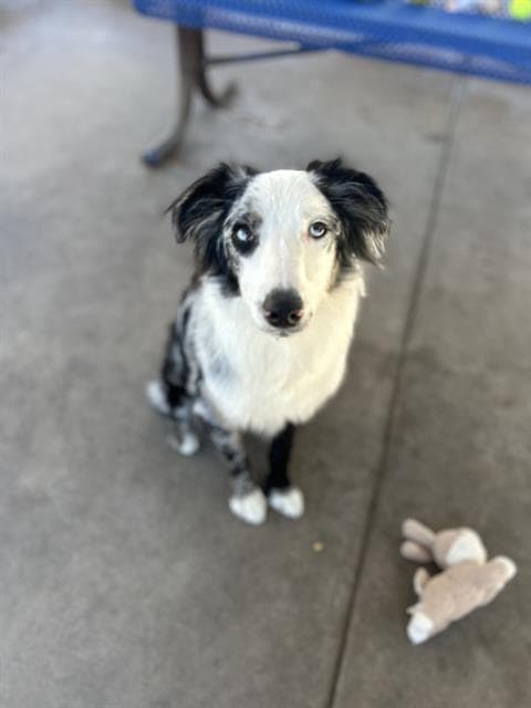 Brandel - Australian Shepherd