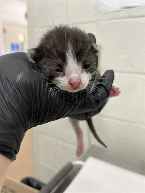 Unknown - Domestic Short Hair