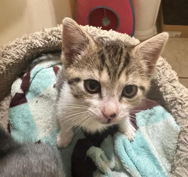 Unknown - Domestic Short Hair