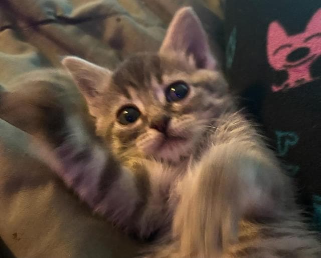 Unknown - Domestic Short Hair