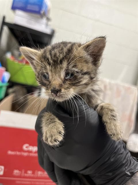 Unknown - Domestic Short Hair