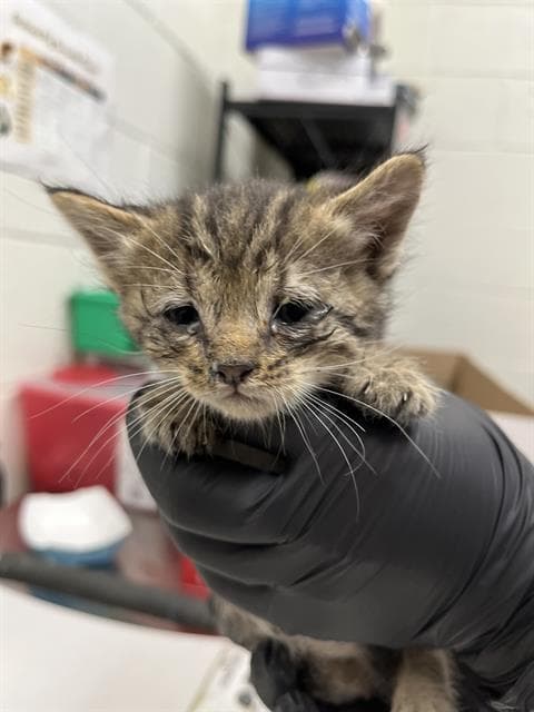 Unknown - Domestic Short Hair