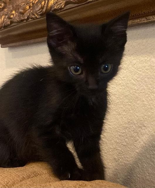 Unknown - Domestic Short Hair