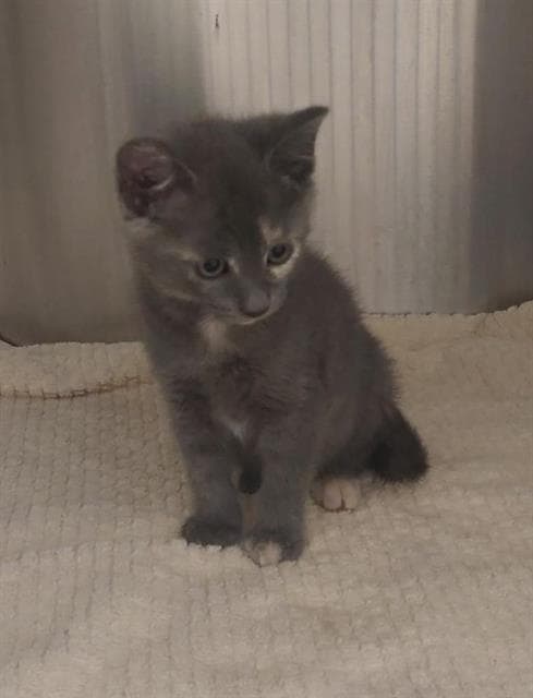 Cucu Puff - Domestic Short Hair
