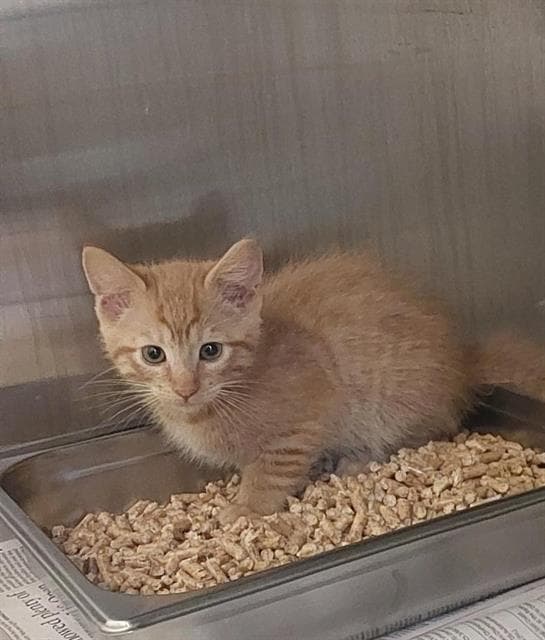 Butter Scotch - Domestic Short Hair