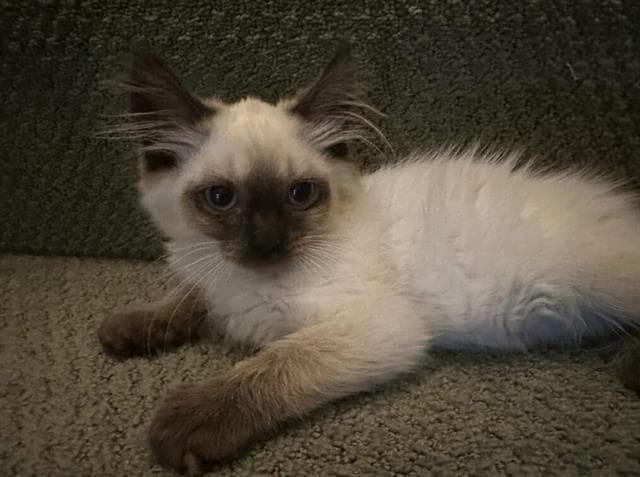 Unknown - Domestic Long Hair
