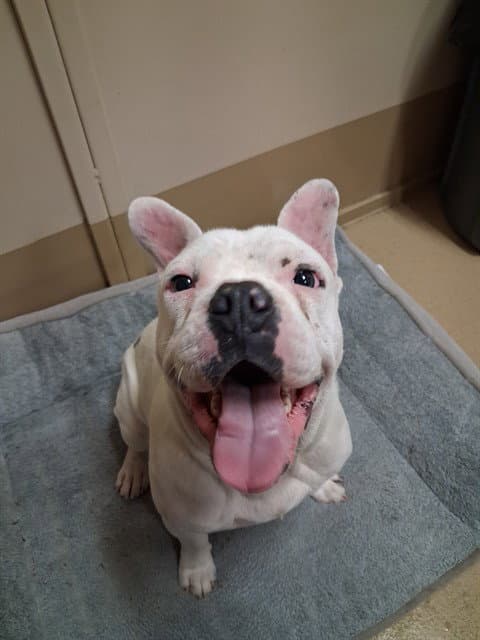 Charlie - Bulldog