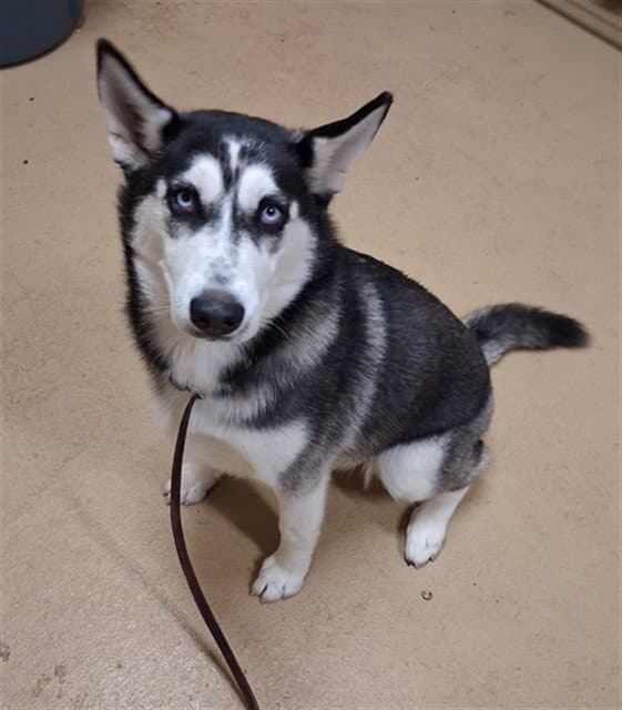 Charlotte - Siberian Husky