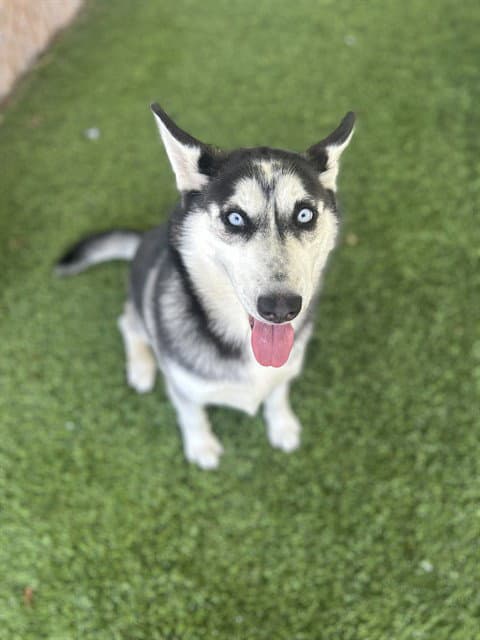 Charlotte - Siberian Husky