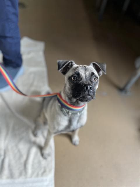 Unknown - Pug