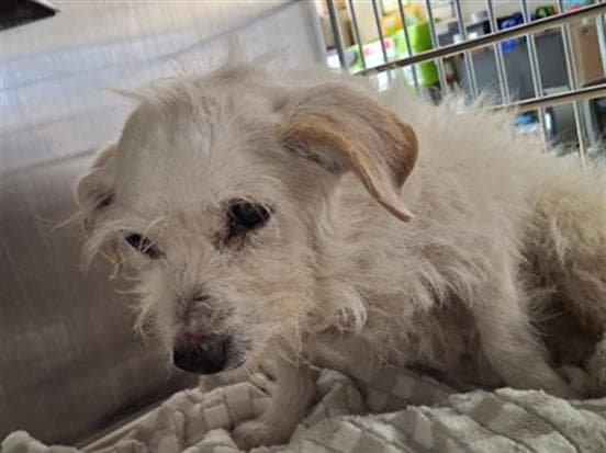 Unknown - Maltese