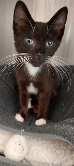 Unknown - Domestic Short Hair