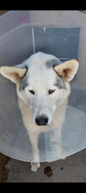 Diamond - Siberian Husky