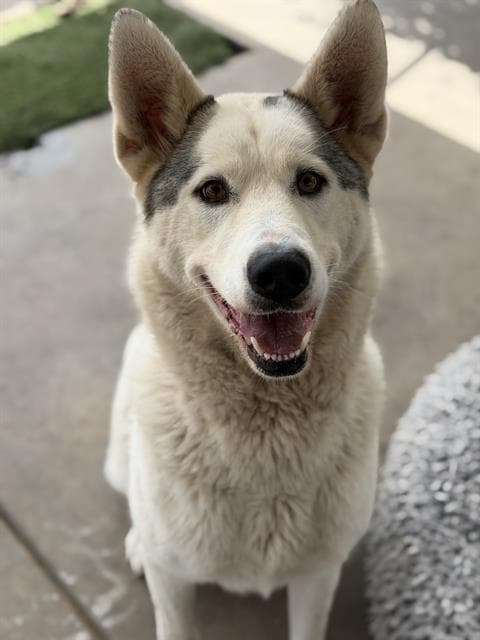 Diamond - Siberian Husky