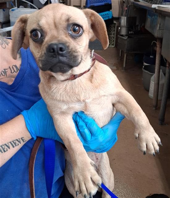 Unknown - French Bulldog