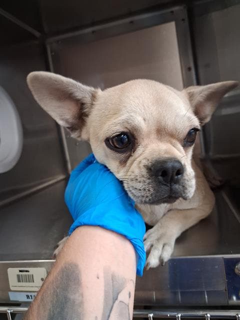 Unknown - French Bulldog