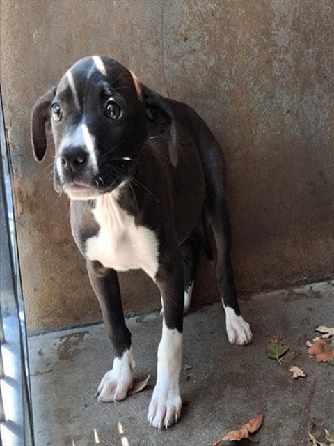 Unknown - Pit Bull Terrier