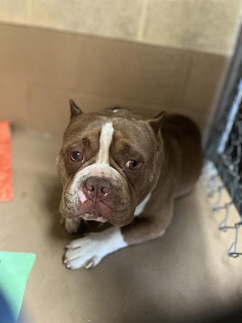 Unknown - Bulldog