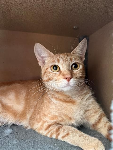 Tina - Domestic Short Hair
