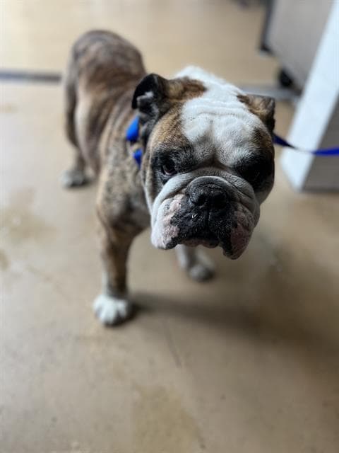 Unknown - English Bulldog