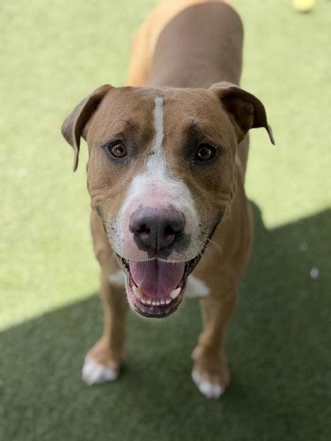 Unknown - Pit Bull Terrier