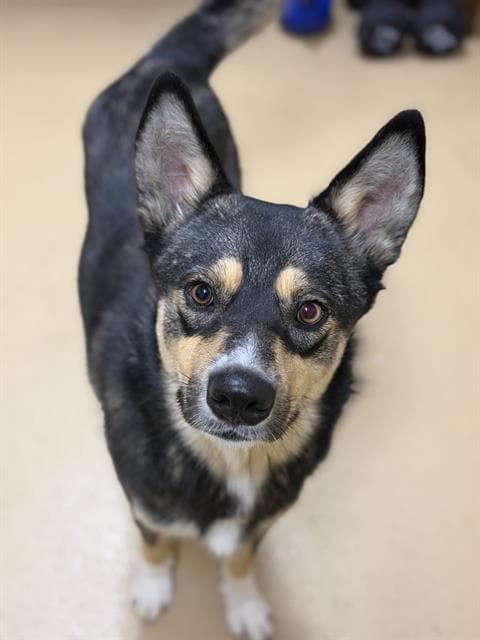 Unknown - Australian Cattle Dog/Blue Heeler