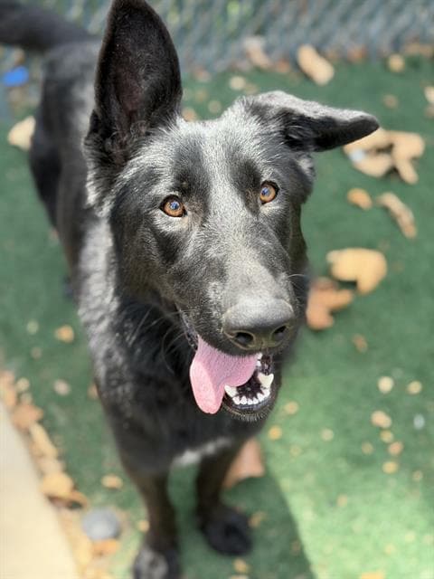 Lia - German Shepherd Dog
