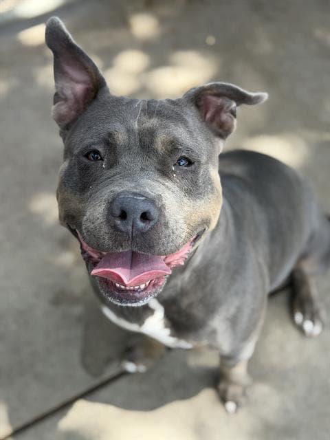 Mamas - Pit Bull Terrier