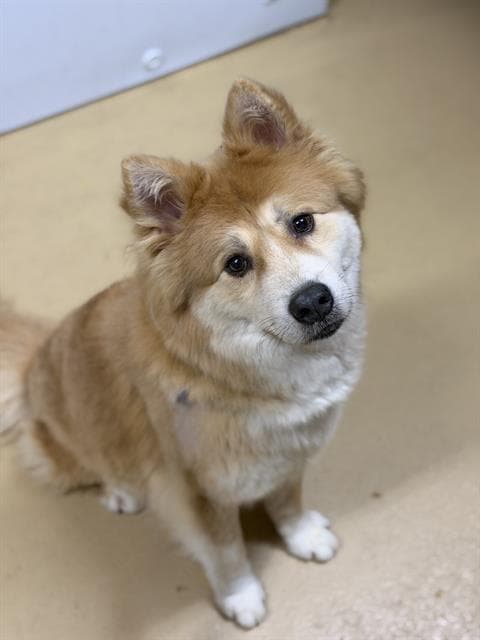 Honey - Chow Chow