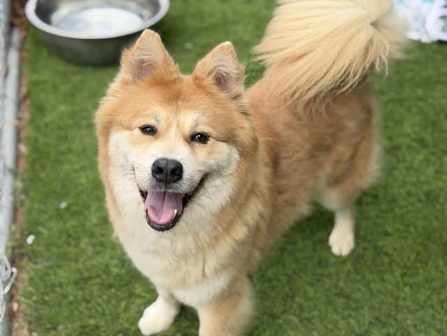 Honey - Chow Chow