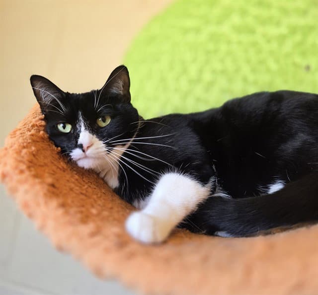 Princess Mila - Domestic Short Hair