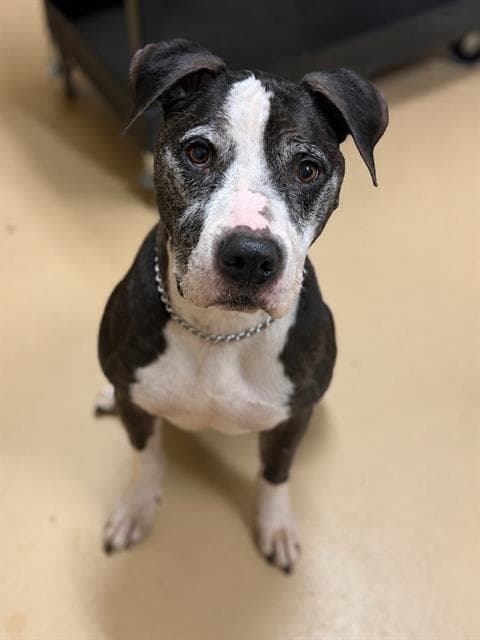 Marlowe-Oreo - Pit Bull Terrier