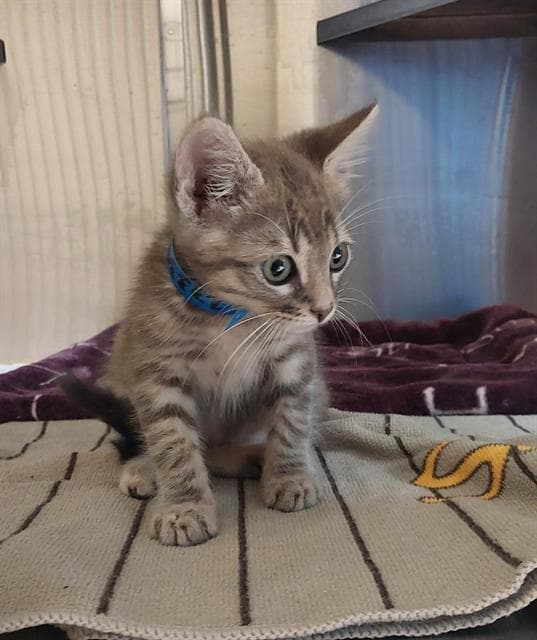 Unknown - Domestic Short Hair