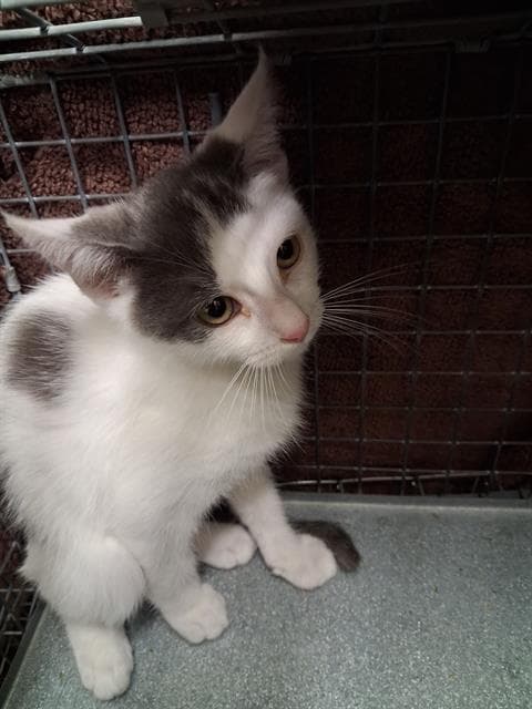 Unknown - Domestic Short Hair