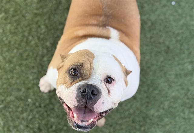 Egg Roll - Bulldog